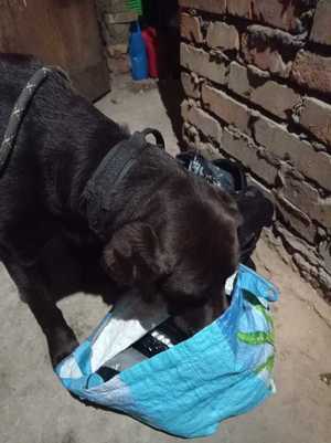 pies Izby Celno-skarbowej zagląda do torby z nielegalnymi substancjami