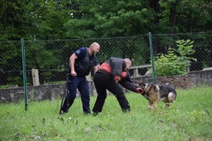 policjant, pies służbowy i pozorant, podczas prezentowania umiejętności psa