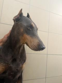 Doberman z podciętymi uszami