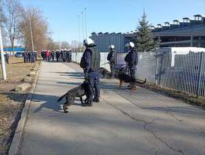 Psy służbowe wraz z policyjnymi przewodnikami stojący przy bramie stadionu. W oddali widać innych umundurowanych funkcjonariuszy
