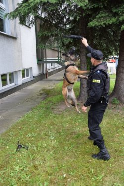 przewodnik prezentuje umiejętności psa służbowego